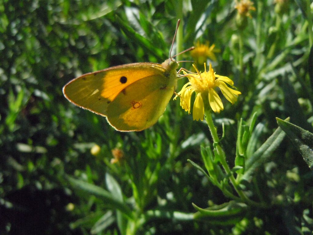 Polyommatus icarus e Colias crocea?